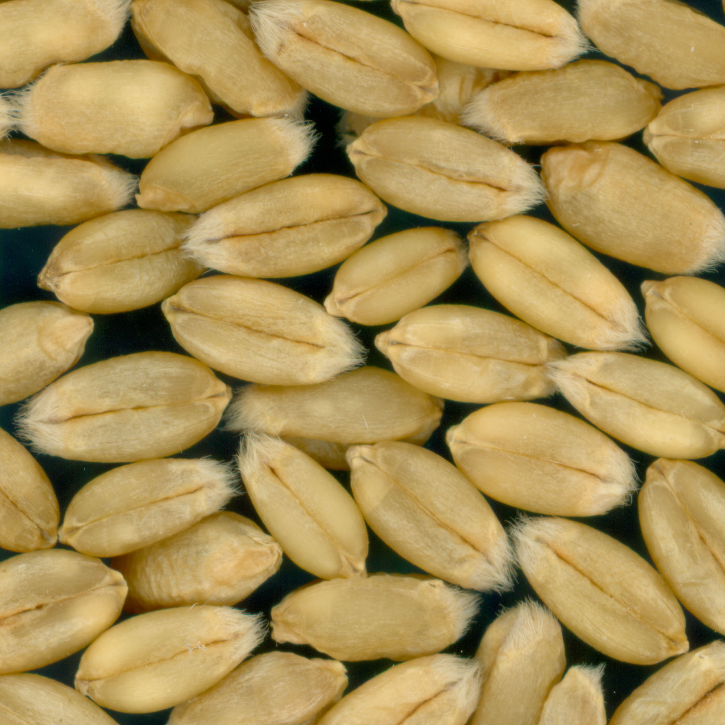 KERNELS